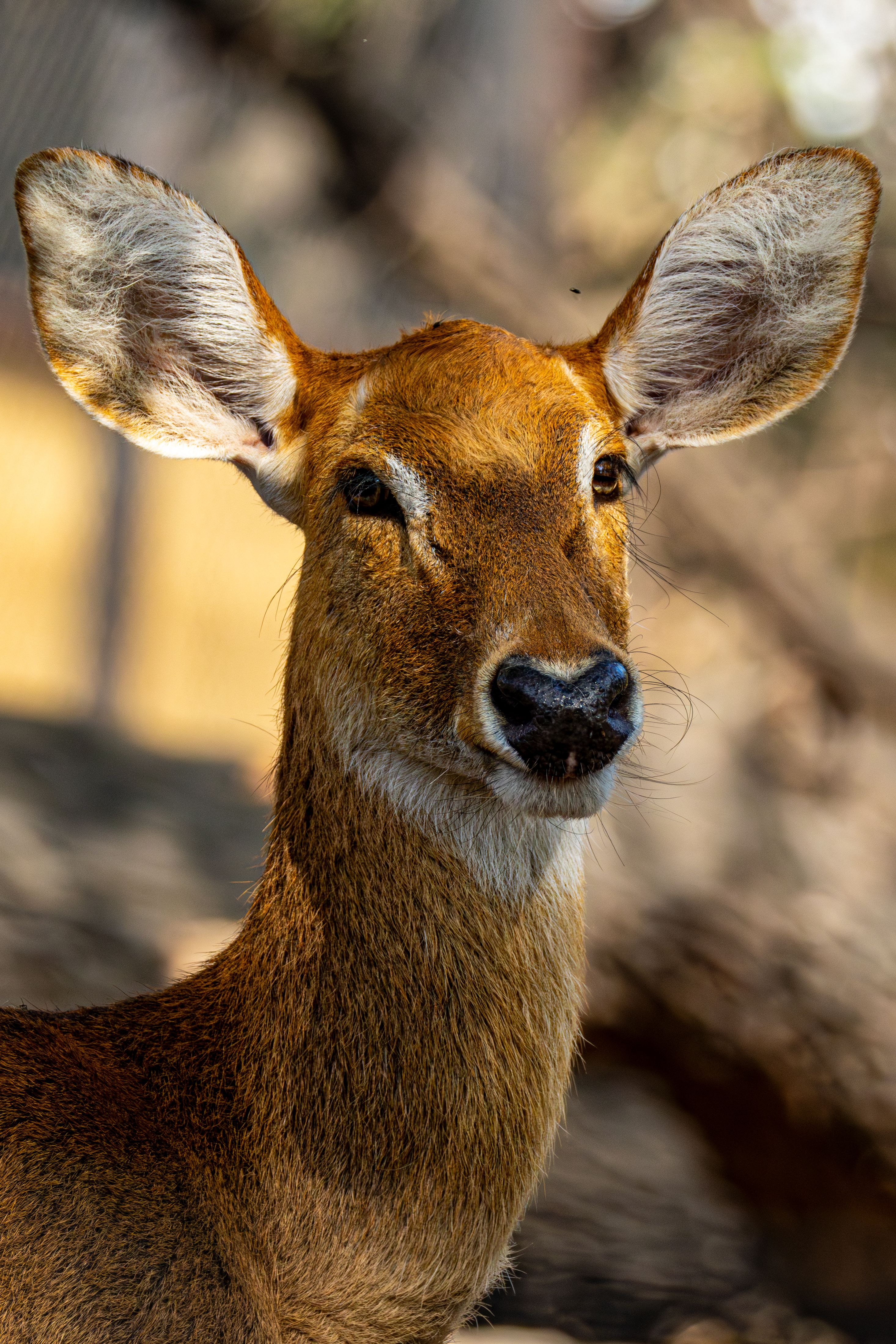 Portrait of a female deer with focus on ears and eyes, set in a natural habitat with warm lighting.