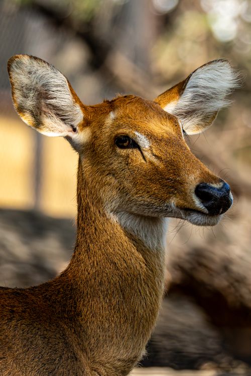 Free Detailed portrait of a brown deer with large ears and alert gaze in a sunlight-dappled natural setting. Stock Photo
