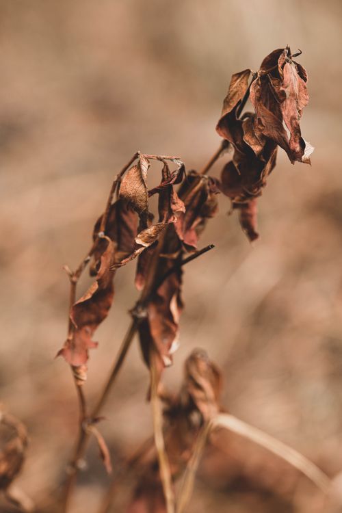 Free Detailed shot of dried brown leaves on stem, evoking autumn's decay. Stock Photo