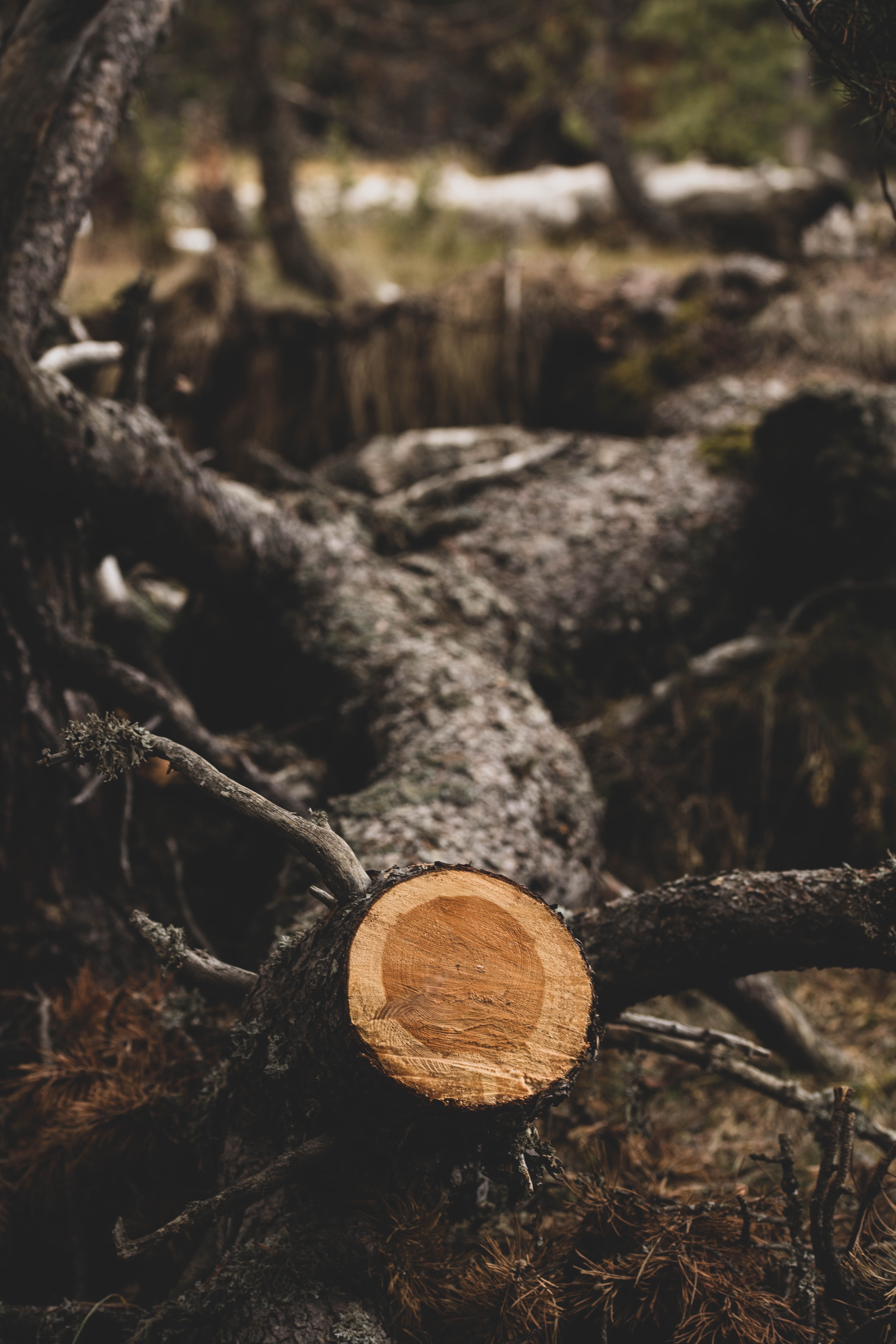 Close-up of Felled Tree in Forest Setting · Free Stock Photo