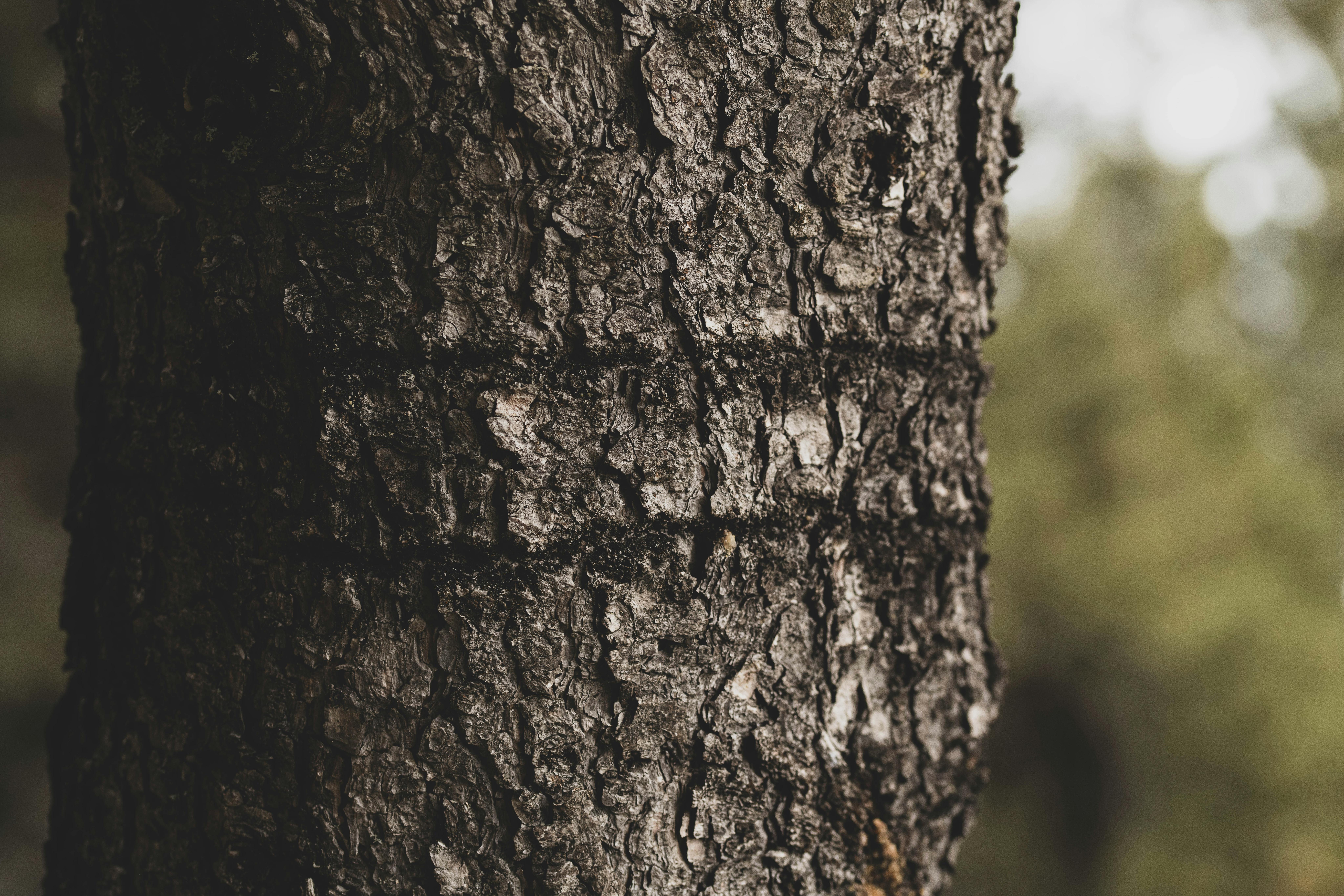 Scratch Marks on Trees or Logs