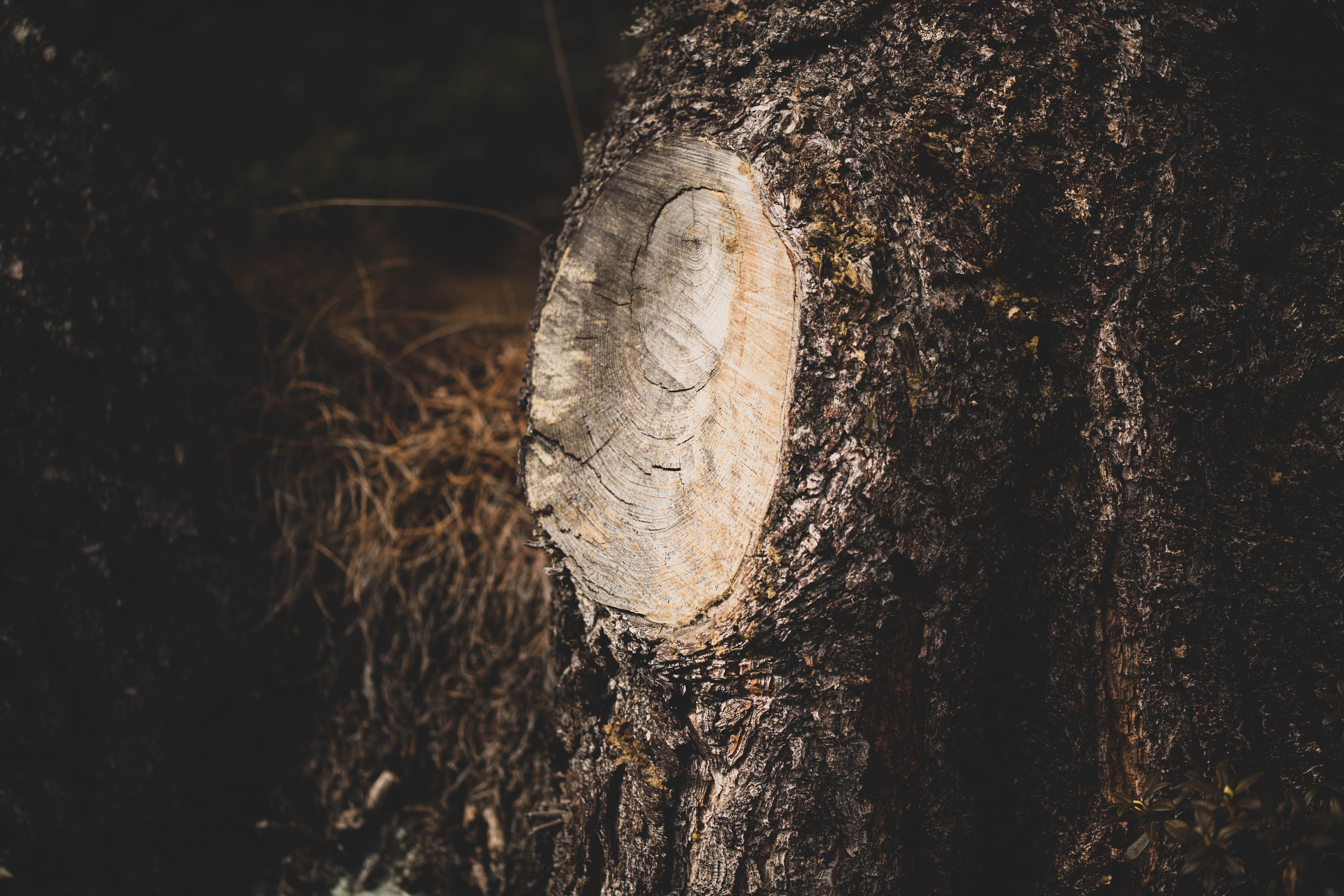 Close-Up of Tree Stump Showing Detailed Bark Texture · Free Stock Photo