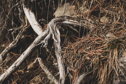 root