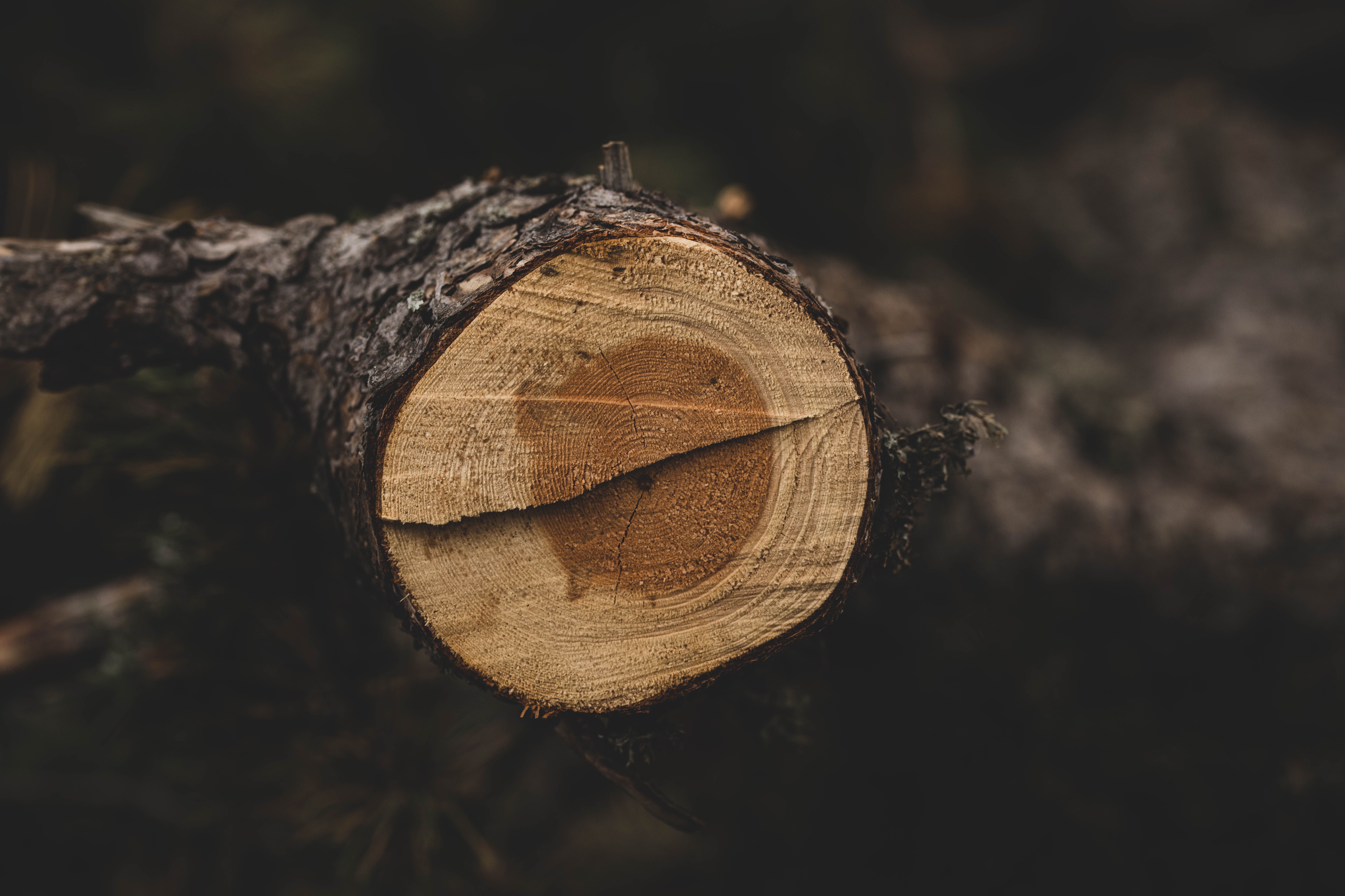 Tree trunk cross-section showing growth rings — trees naturally compartmentalise pruning wounds without tree pruning sealer in Surrey BC