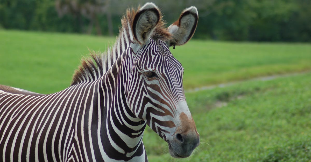 Free stock photo of Busch Gardens, smiling, stripes