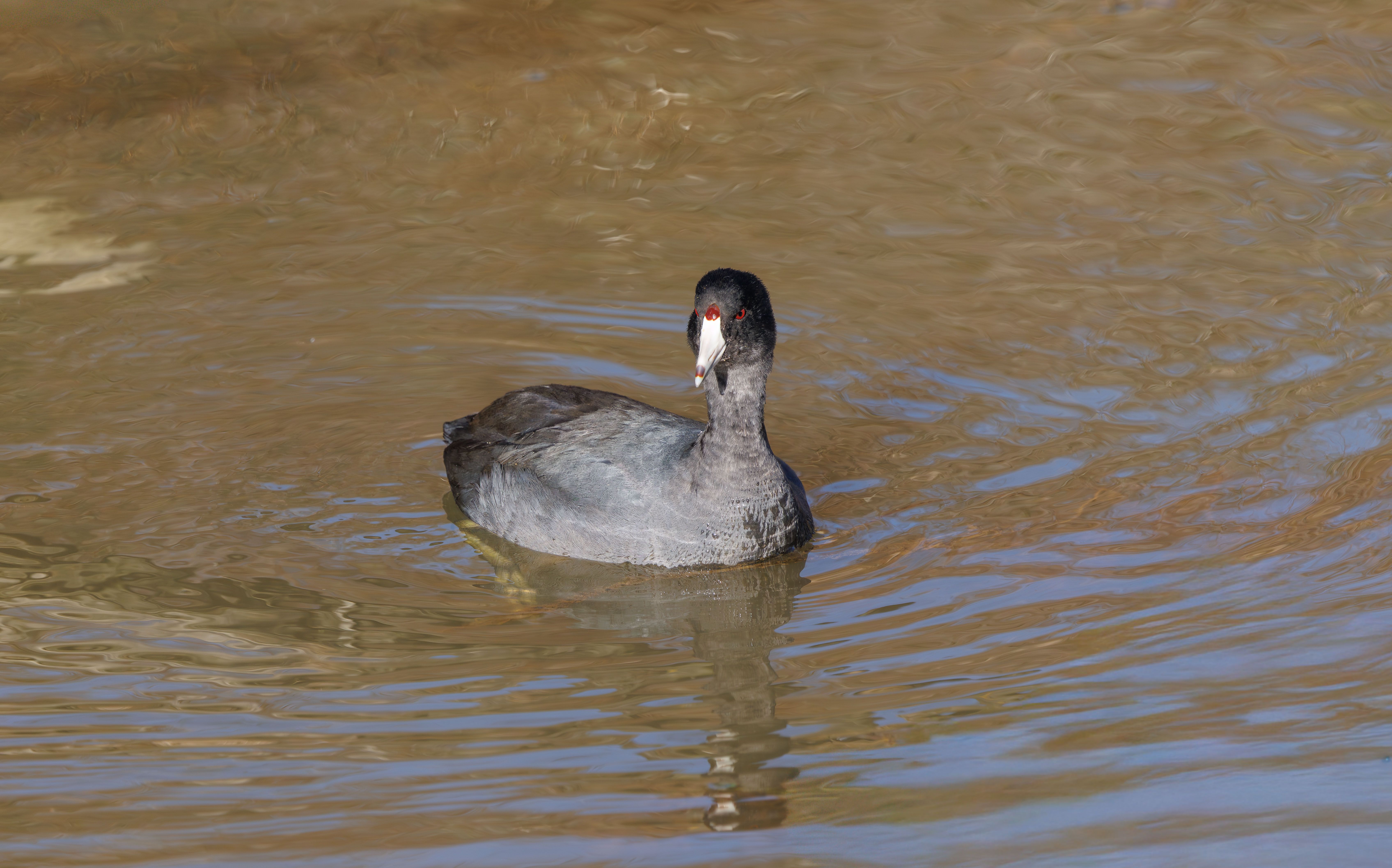 American Coot Swimming in Calm Water · Free Stock Photo