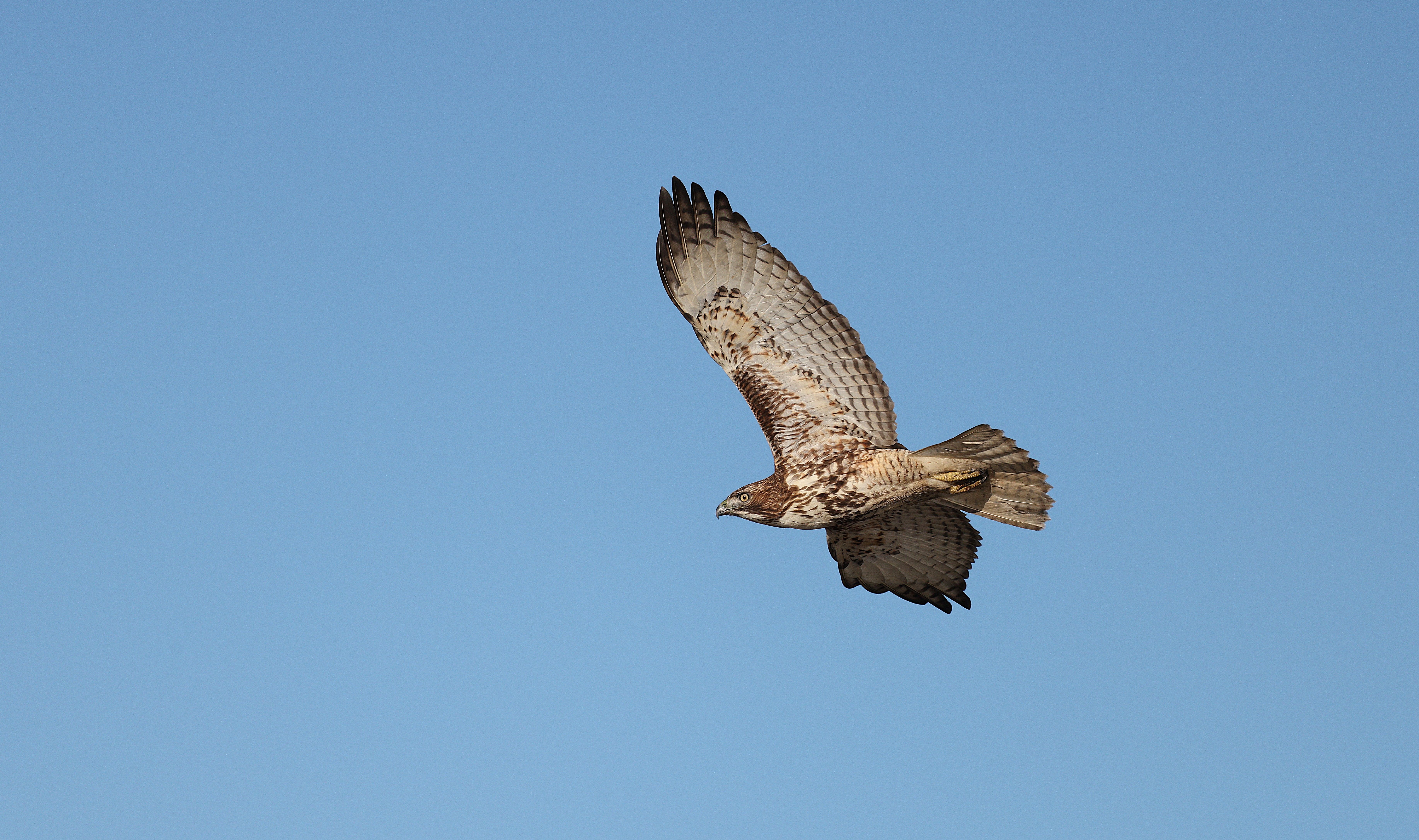 Majestic Red-Tailed Hawk in Flight Against Clear Sky · Free Stock Photo