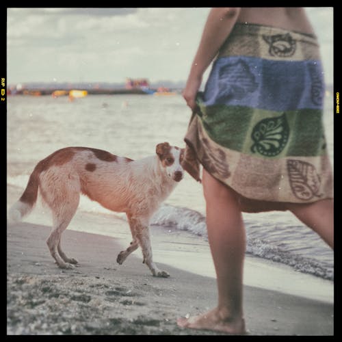 Person Walking Beside Dog on Seashore Screenshot