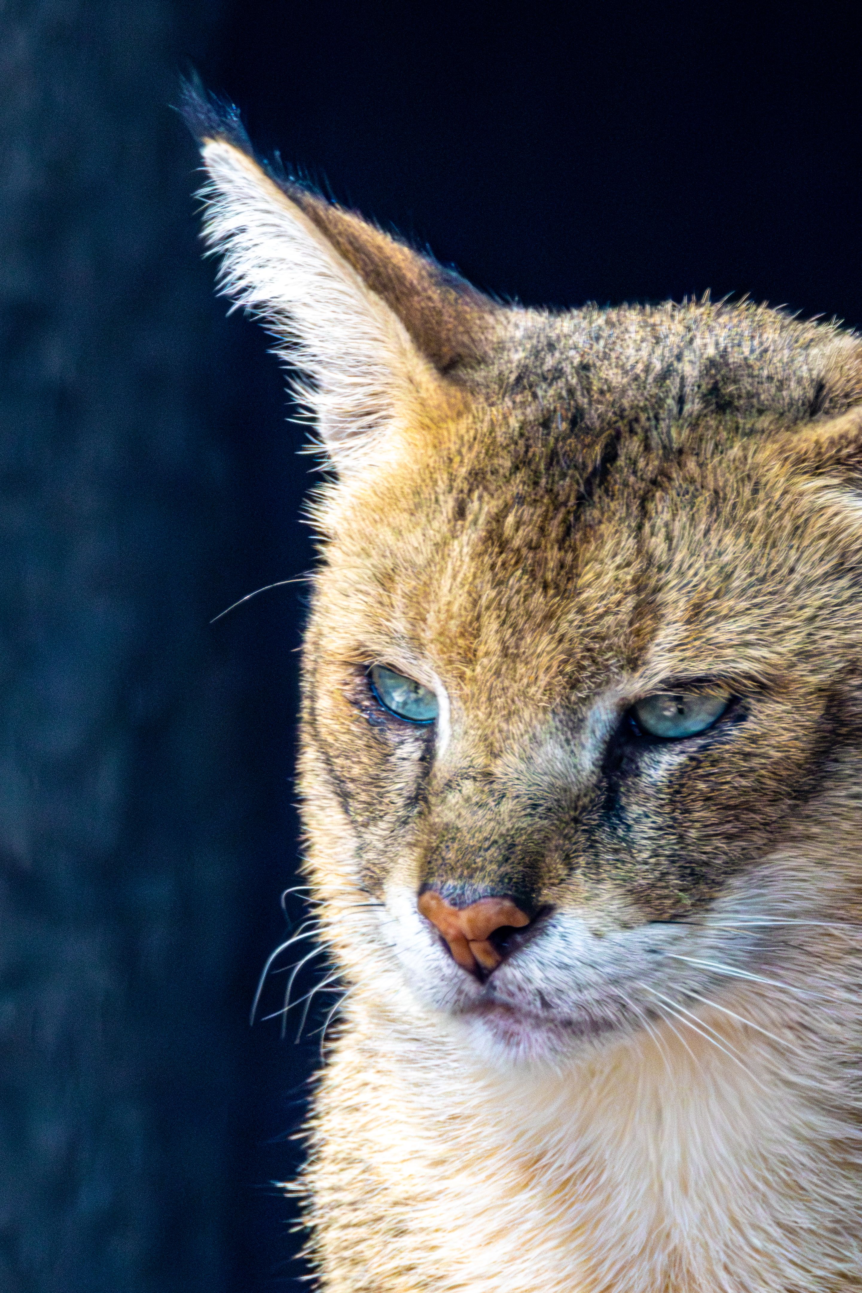 Close-Up Portrait of a Jungle Cat with Intense Gaze · Free Stock Photo