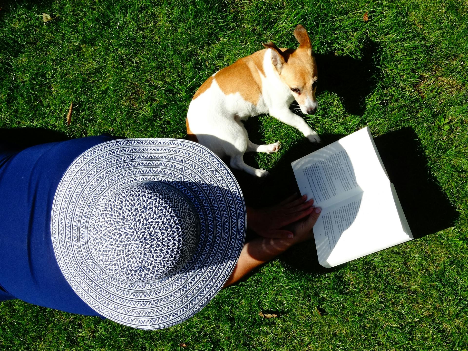 Chien blanc et brun à poil court