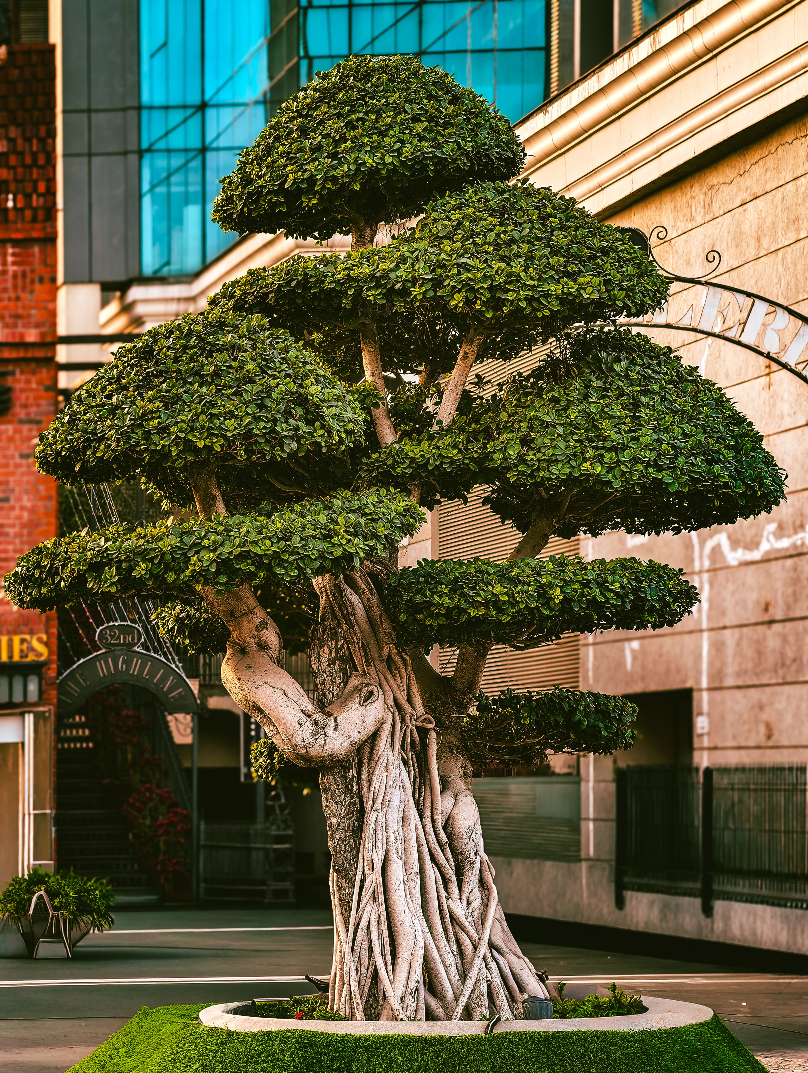 Banyan Tree Bonsai Photos, Download The BEST Free Banyan Tree Bonsai Stock  Photos & HD Images