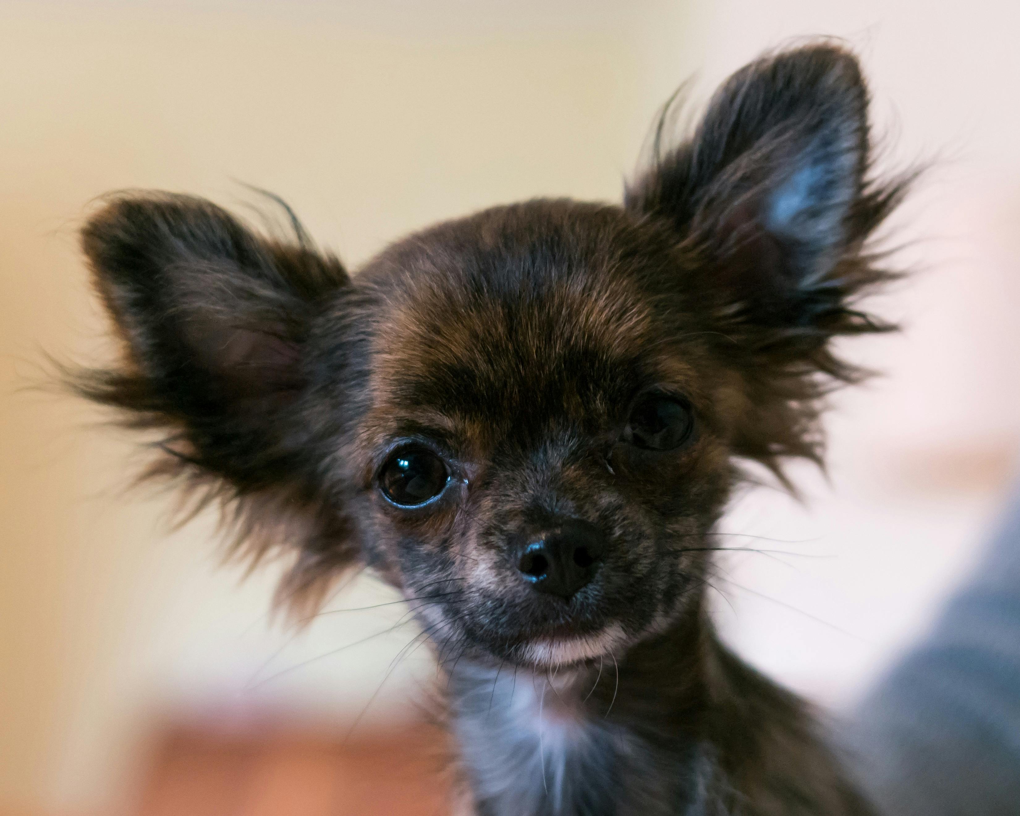 チワワ 可愛い 子犬の無料の写真素材