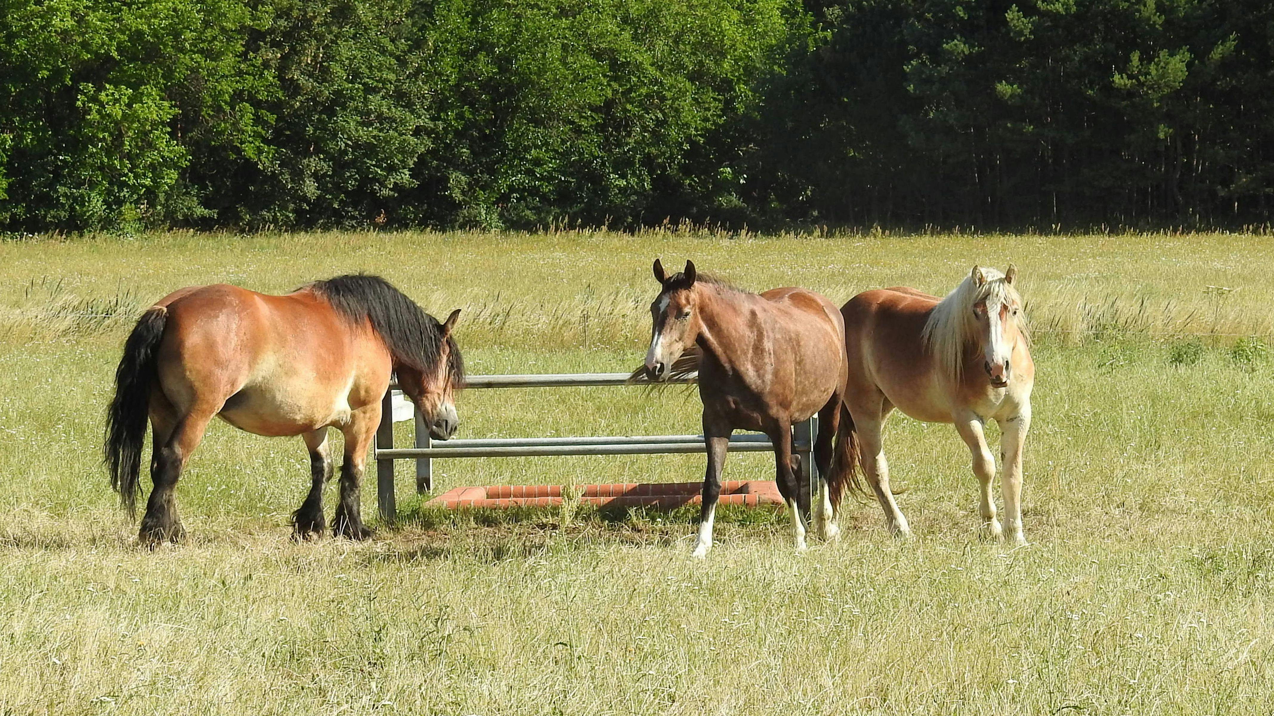 Free stock photo of animals, cold blooded animals, horses