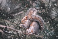 冬天，可爱的松鼠在白雪覆盖的树枝上吃东西