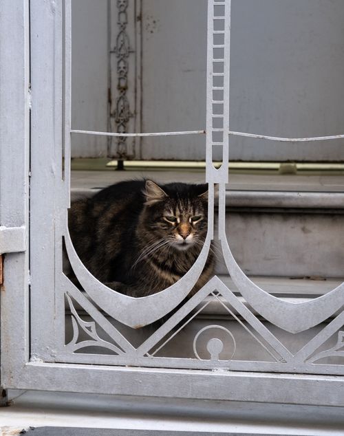 Free A cat comfortably rests behind a decorative door in Istanbul, Turkey. Stock Photo