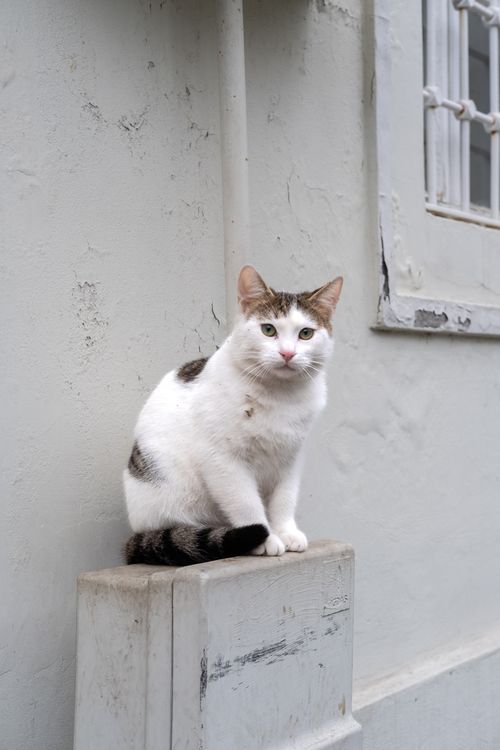 Free A charming street cat sitting against a rustic wall in İstanbul, Türkiye. Stock Photo