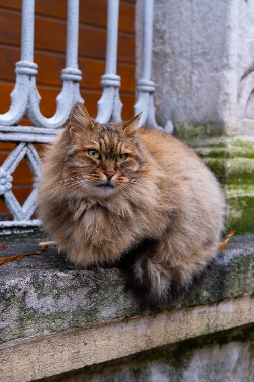 Free A fluffy street cat sits on a stone ledge in İstanbul, Türkiye, showcasing its majestic fur. Stock Photo