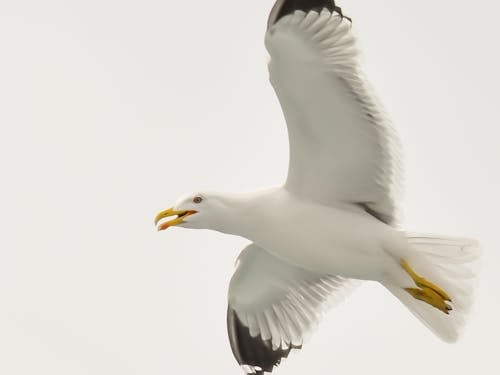 Free White and Black Seagull Stock Photo
