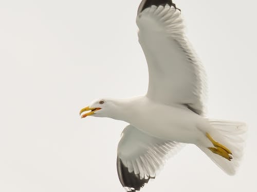 White and Black Seagull