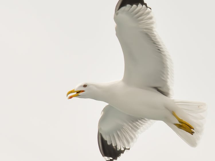 White And Black Seagull