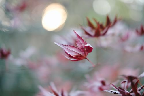 Free Macro shot of a red maple leaf with a glowing bokeh background, capturing the essence of autumn. Stock Photo