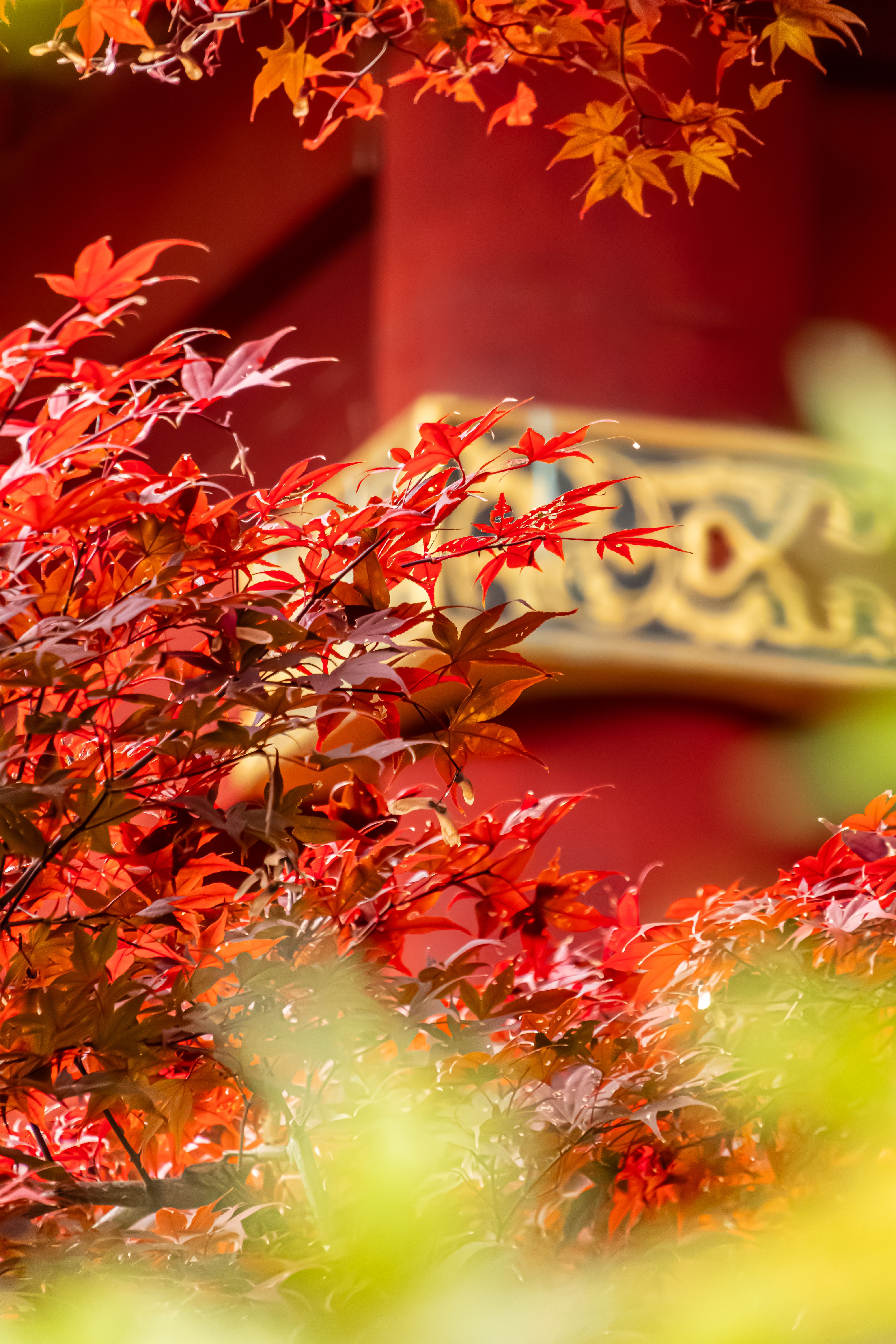 Fotomural Primer plano de hojas de arce rojas con un letrero japonés tradicional en Taito, Tokio.