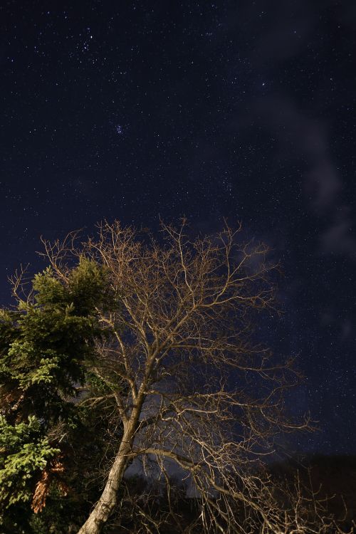 Free A captivating night sky filled with stars over a silhouetted tree in Greece. Stock Photo