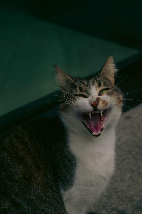 Free A joyful tabby cat with an open mouth in an outdoor environment, expressing playfulness. Stock Photo