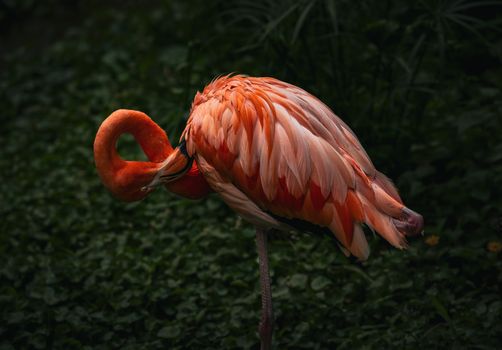 A graceful flamingo resting peacefully, showcasing vibrant pink and orange plumage.