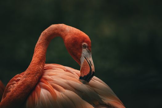 Close-up of an elegant pink flamingo preening its feathers with a dark green natural background.