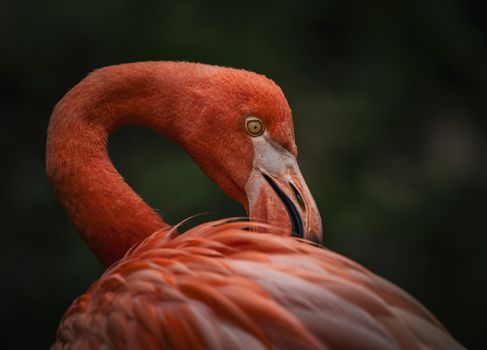 flamingo photo