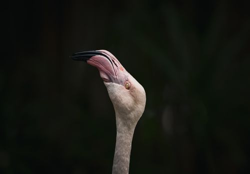 Free Captivating close-up of a flamingo in the wild, showcasing its elegance and beauty. Stock Photo