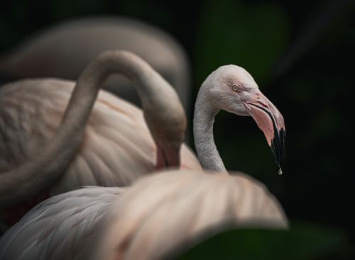 Free A close-up portrait of a pink flamingo with detailed plumage and water droplet on its beak. Stock Photo