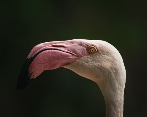 Free Detailed close-up of a pink flamingo's head with a blurred natural background. Stock Photo