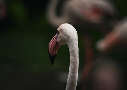 Free Elegant close-up of a flamingo with blurred background, showcasing natural beauty and poise. Stock Photo