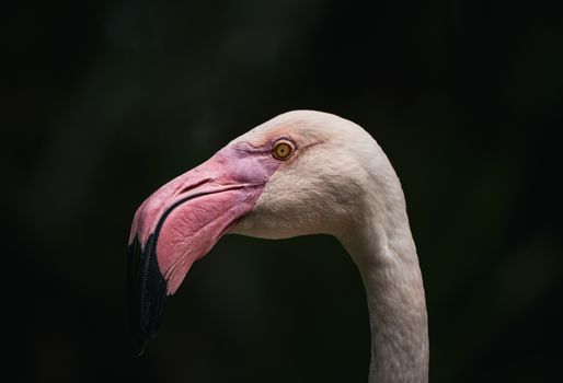 flamingo photo