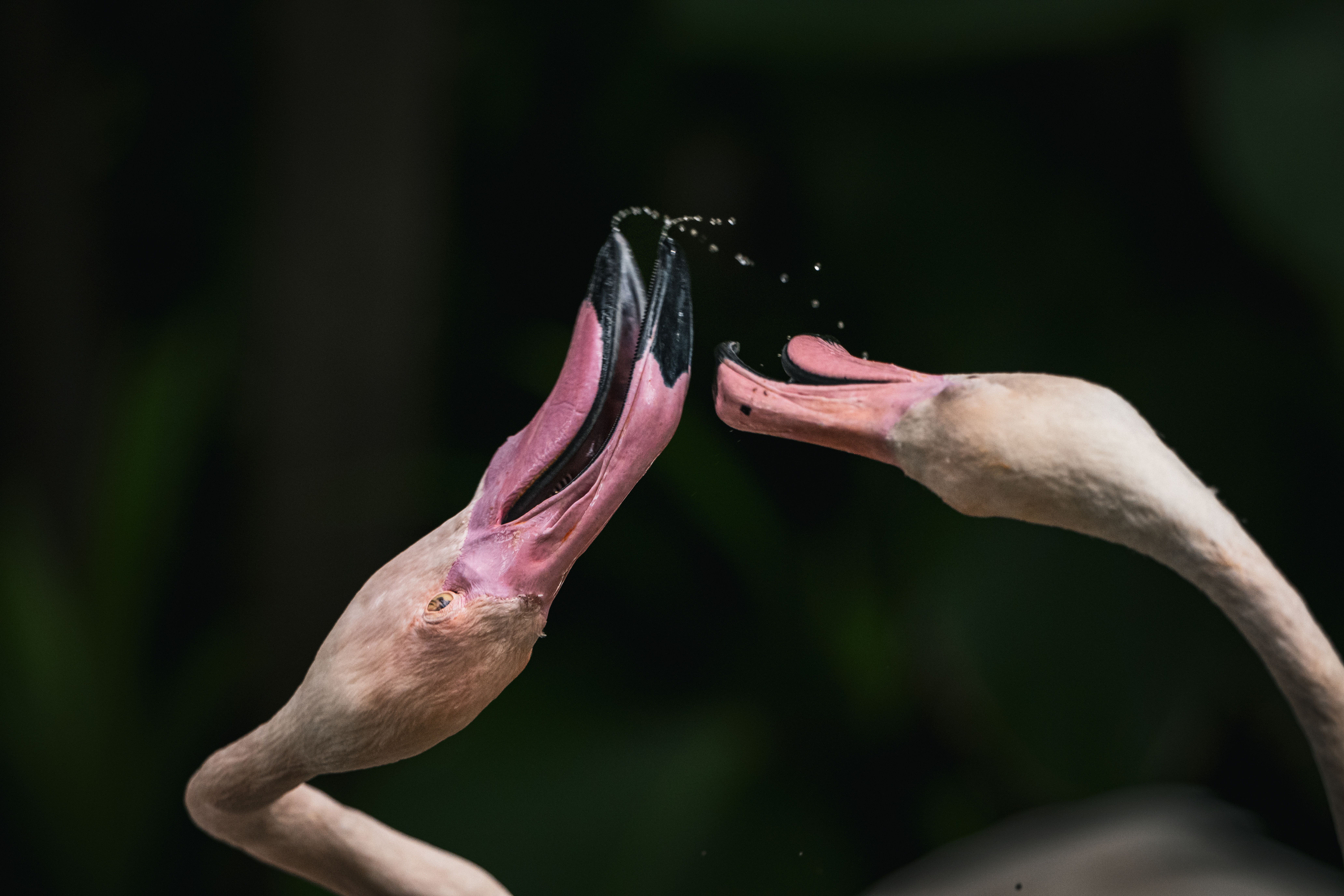 Flamingo Mingle