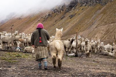 Alpaca of the Andes