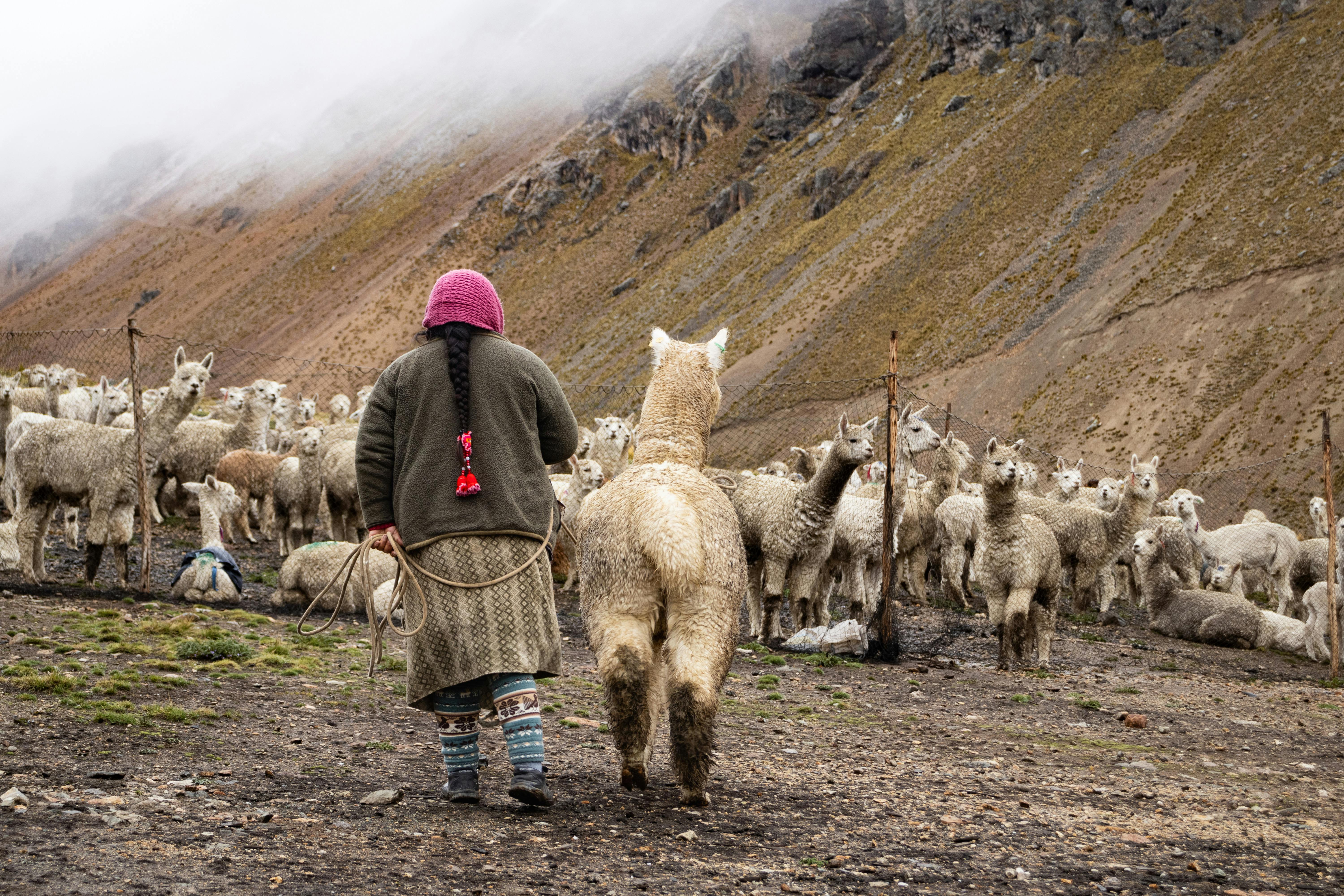 Ücretsiz Peru'nun Arequipa kentindeki doğal güzelliklerle dolu And dağlarında bir çoban, alpaka sürüsüne bakıyor. Stok Fotoğraflar