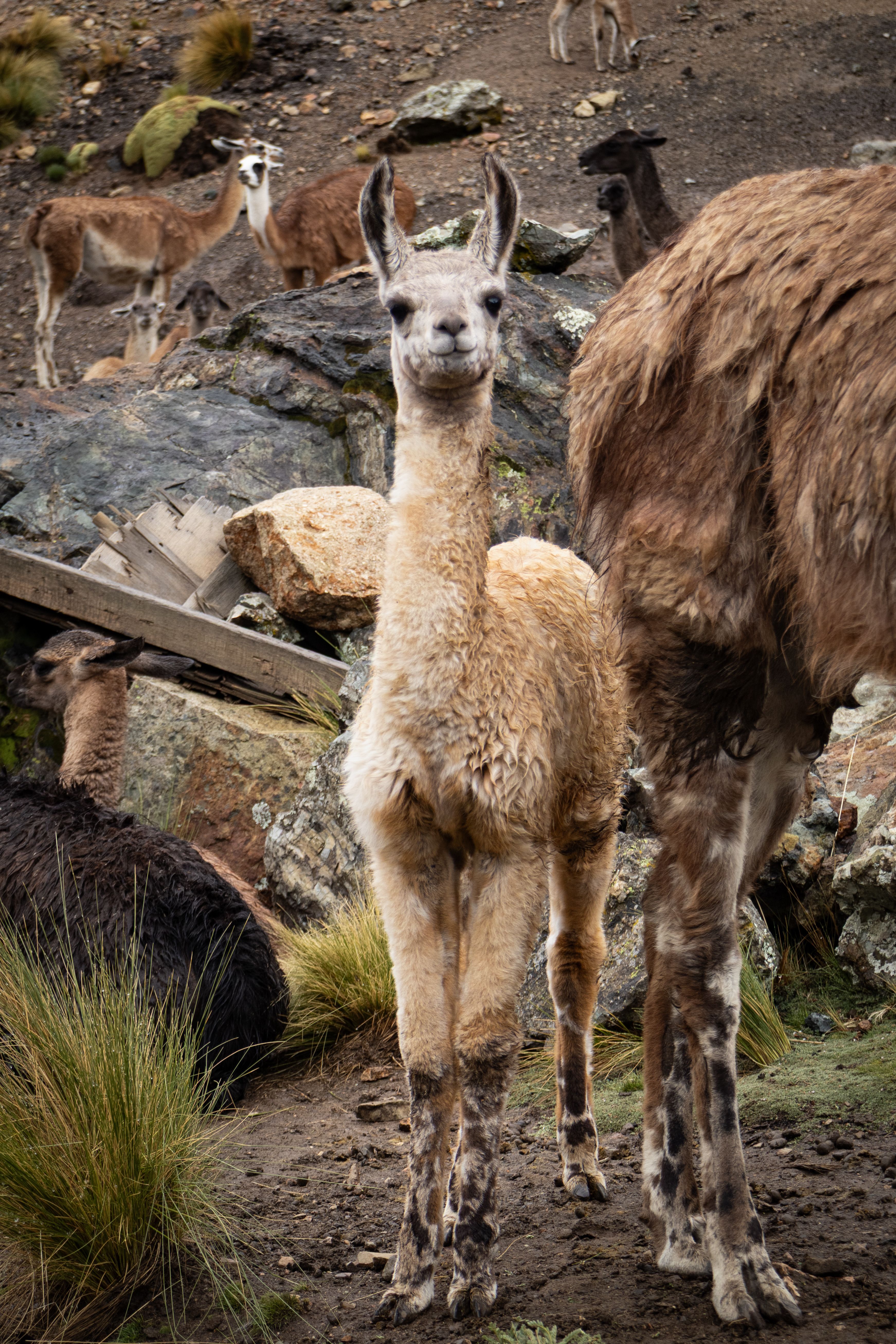 Llama Herd in Natural Landscape, Arequipa, Perú · Free Stock Photo