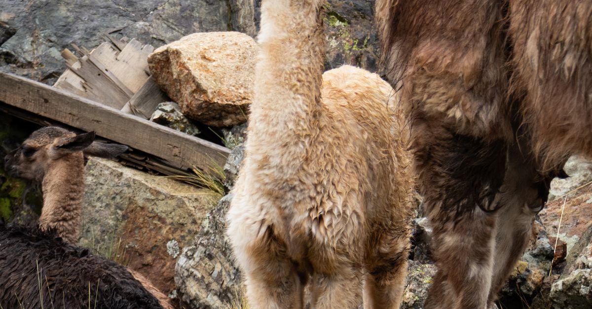 Lama Natural Roca Llama Herd in Natural Landscape, Arequipa, Perú · Free Stock Photo