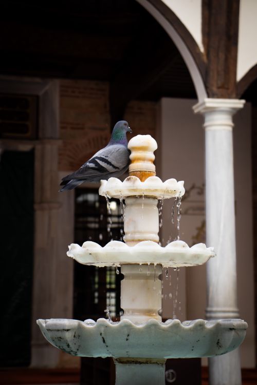 Free Pigeon perched on ornate marble fountain in an old architectural courtyard. Stock Photo