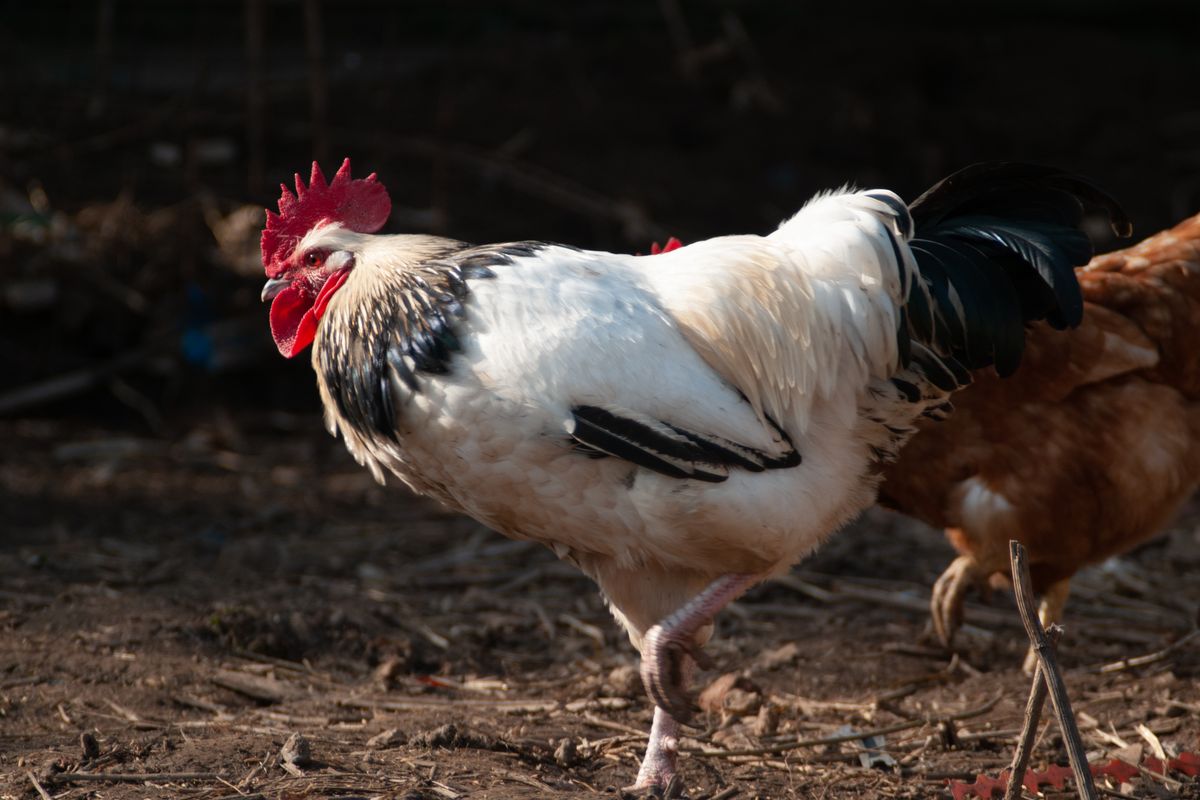 poule sussex tricolore - Conseils d’élevage et entretien de la Sussex tricolore