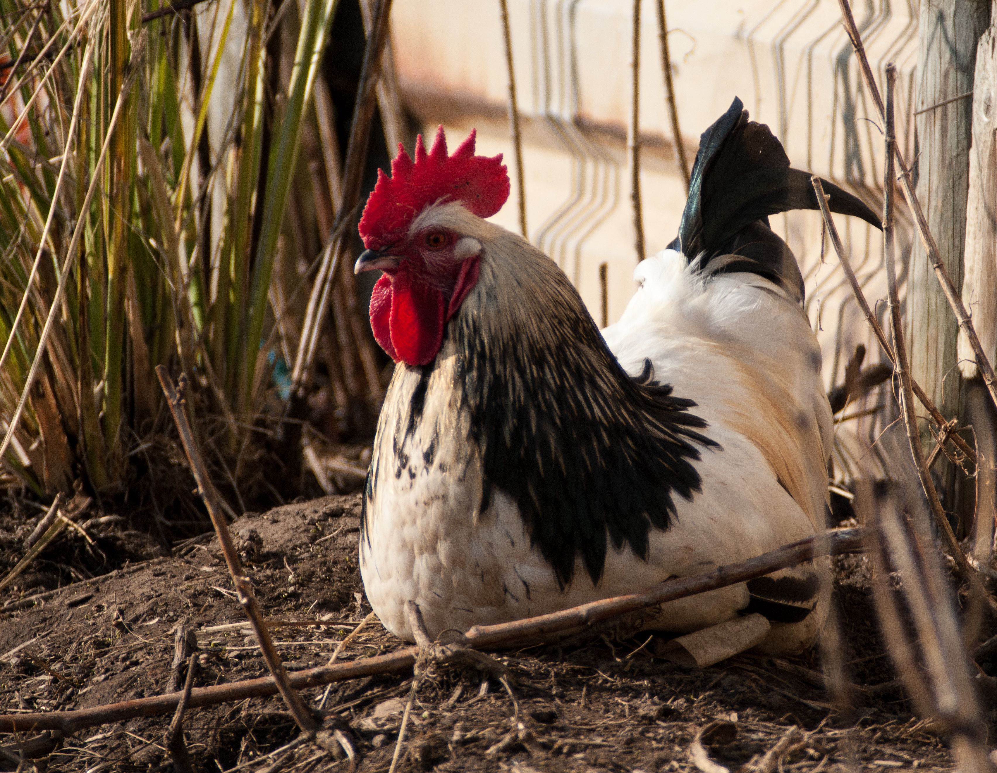 Gallina Sussex: variedades, puesta y cuidados