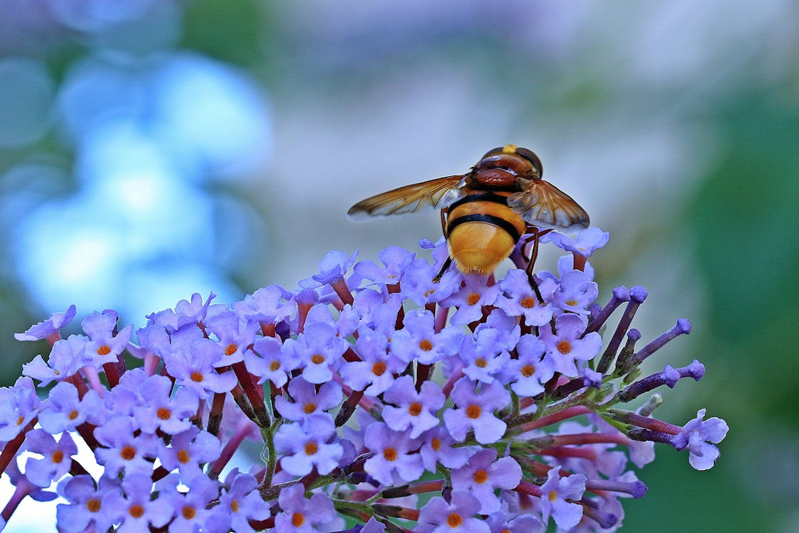 무료 꽃에 꿀을 빠는 땅벌 곤충 스톡 사진