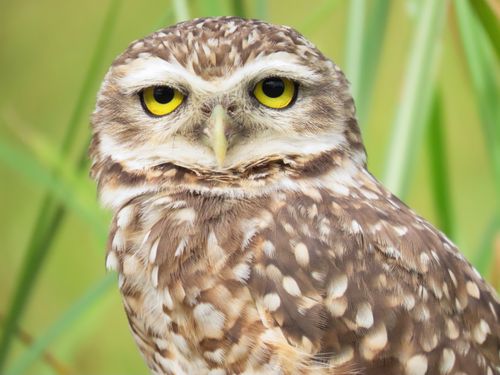 Free Captivating portrait of a burrowing owl with striking yellow eyes in Santa Catarina, Brazil. Stock Photo