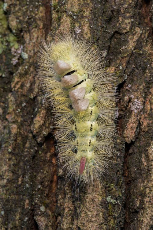 Free Close-up of pale tussock moth caterpillar on textured tree bark, showcasing its unique appearance. Stock Photo