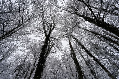 Free Majestic snow-covered trees in a serene winter forest scene. Stock Photo