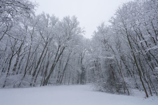 A tranquil snow-covered forest scene with bare trees in the heart of winter.