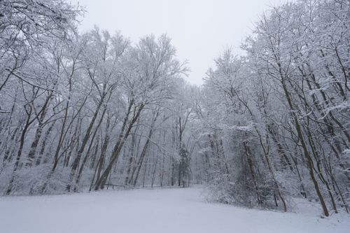 Free A tranquil snow-covered forest scene with bare trees in the heart of winter. Stock Photo